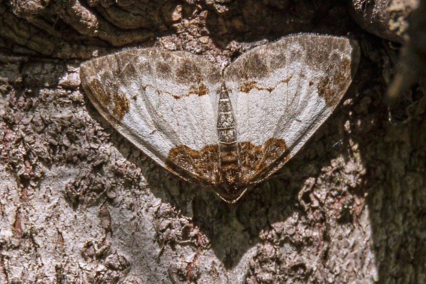 piadivka malinová  Mesoleuca albicillata