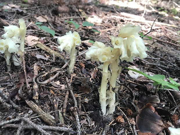 hniliak smrekový Monotropa hypopitys L.