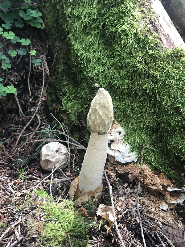 hadovka smradľavá Phallus impudicus L.