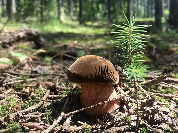 hríb zrnitohlúbikový Sutorius luridiformis (Rostk.) G. Wu & Zhu L. Yang