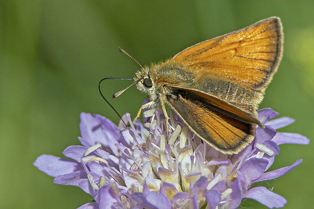 súmračník metlicový Thymelicus cf. sylvestris