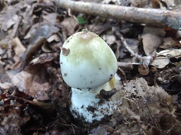 muchotrávka zelená Amanita phalloides (Vaill. ex Fr.) Link