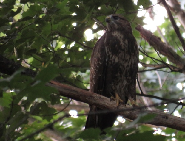 myšiak hôrny  Buteo buteo