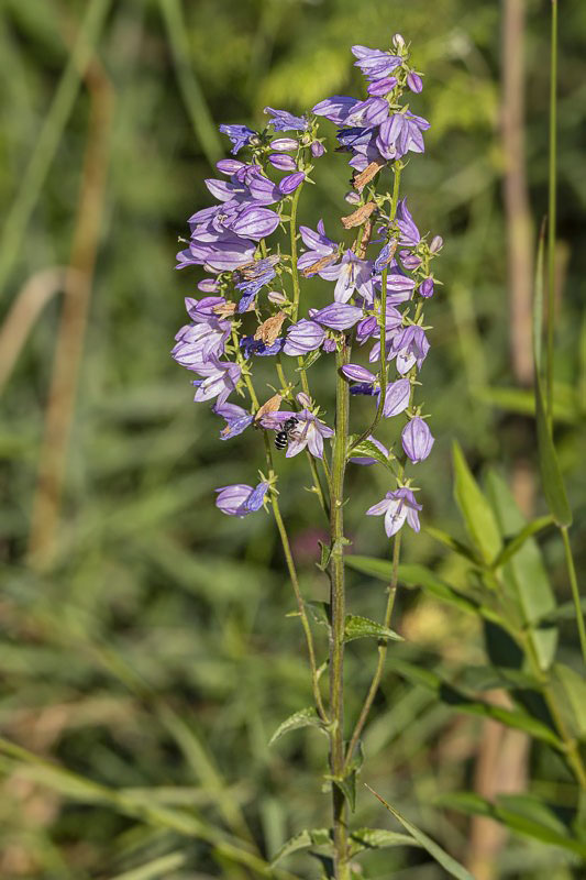 zvonček sibírsky Campanula cf. sibirica L.