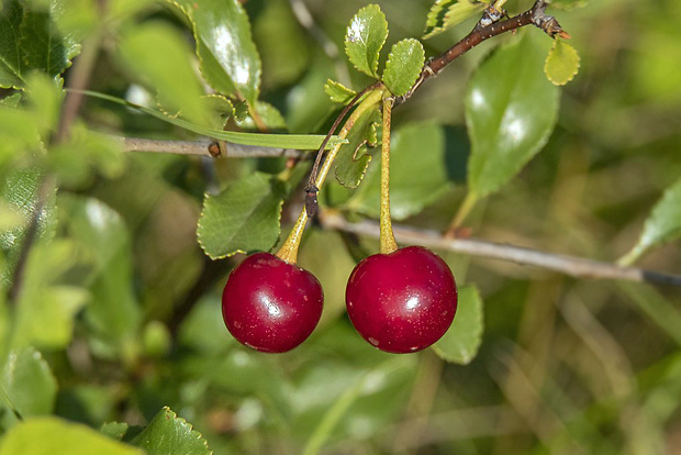 čerešňa krovitá Cerasus fruticosa Pall.