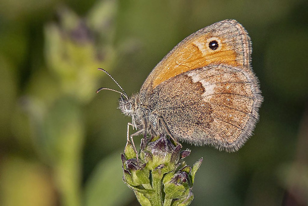 očkáň pohánkový  Coenonympha pamphilus