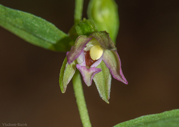 kruštík piačenský Epipactis placentina Bongiori et Grünager