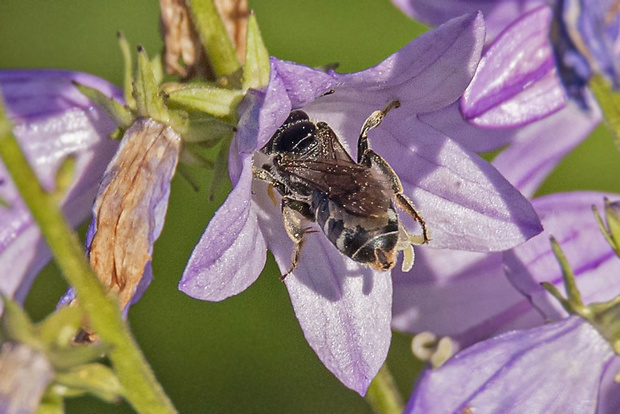 včielka Halictidae sp.