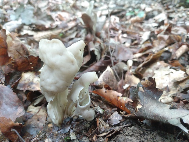 chriapač kučeravý Helvella crispa (Scop.) Fr.