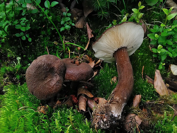 rýdzik čiernozamatový Lactarius lignyotus Fr.