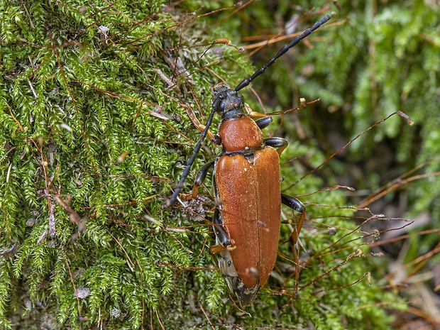 fuzáč obyčajný, samica Leptura rubra