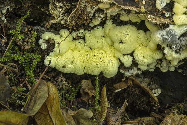 slizovka Myxomycetes