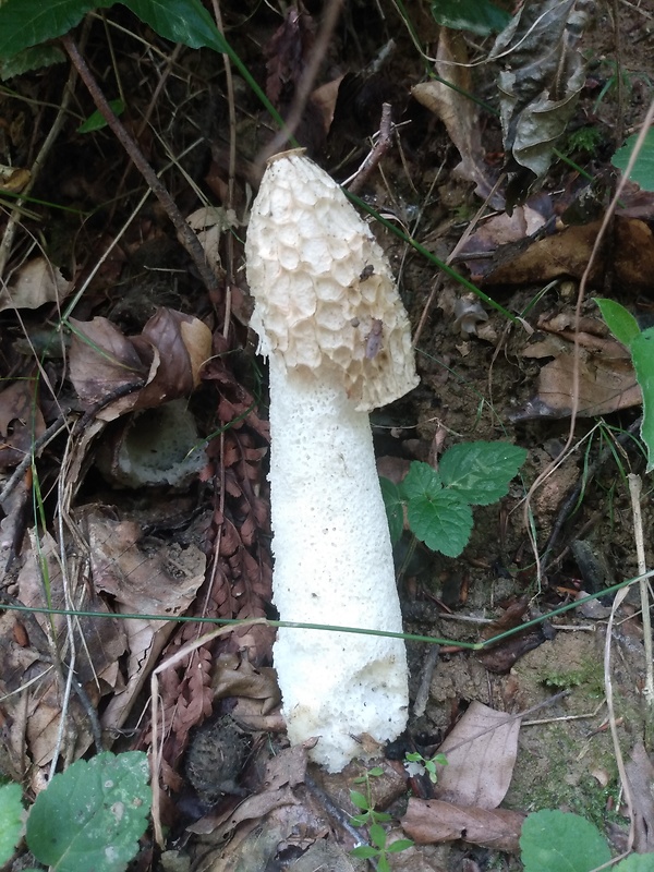 hadovka smradľavá Phallus impudicus L.