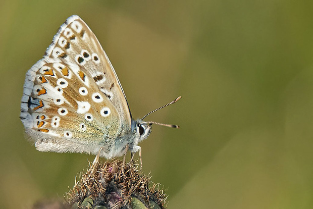 modráčik vikový  Polyommatus coridon