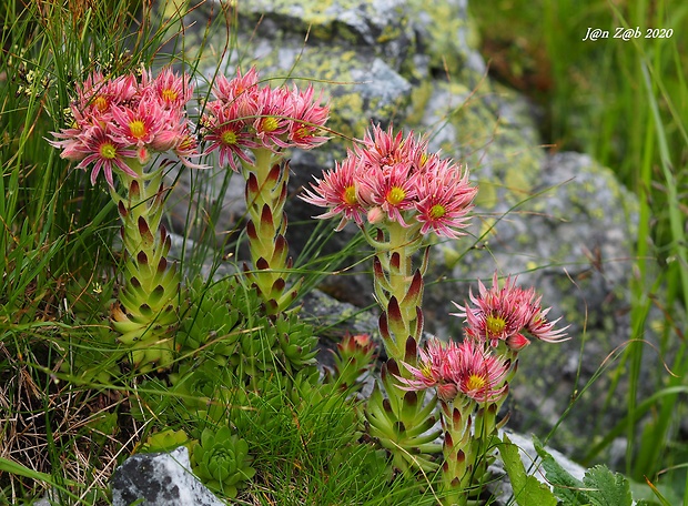 skalnica wettsteinova Sempervivum wettsteinii Letz, ined.