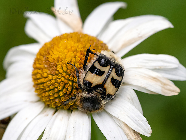 chlpáčik škvrnitý Trichius fasciatus (Linnaeus, 1758)