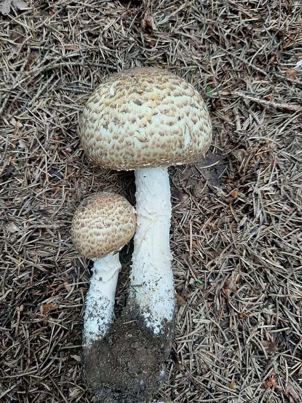 pečiarka obrovská Agaricus augustus Fr.