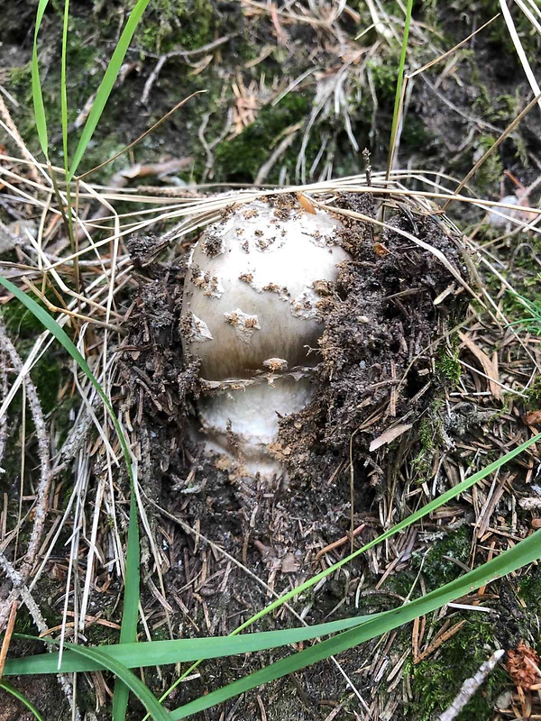 muchotrávka tigrovaná Amanita pantherina (DC.) Krombh.