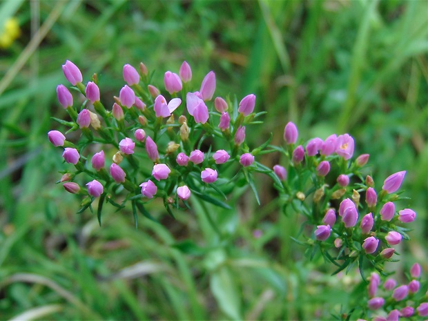 zemežlč menšia Centaurium erythraea Rafn