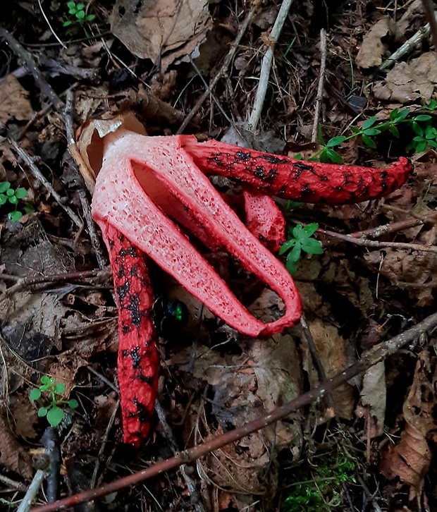 mrežovka kvetovitá Clathrus archeri (Berk.) Dring