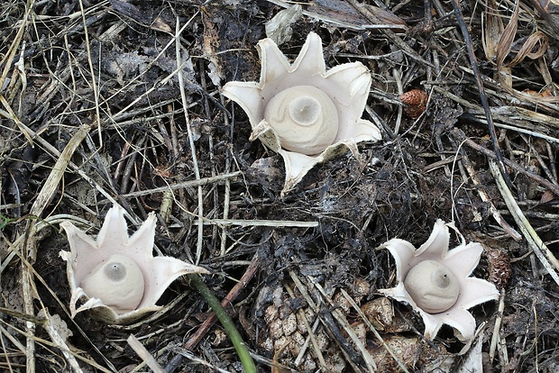 hviezdovka mechovitá Geastrum saccatum Fr.