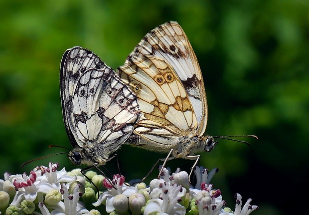 očkáň timotejkový (sk) / okáč bojínkový (cz) Melanargia galathea Linnaeus, 1758