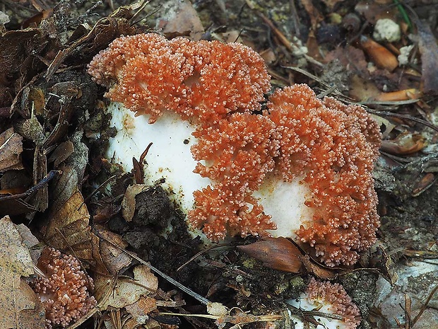 strapačka koralovitá Ramaria botrytis (Pers.) Ricken