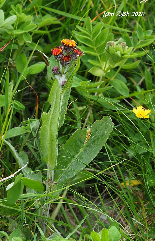 popolavec hlavatý Tephroseris capitata (Wahlenb.) Griseb. et Schenk