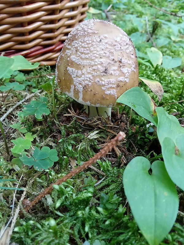 muchotrávka hrubá Amanita excelsa (Fr.) Bertill.