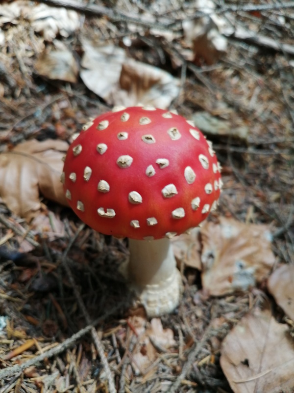 muchotrávka červená Amanita muscaria (L.) Lam.