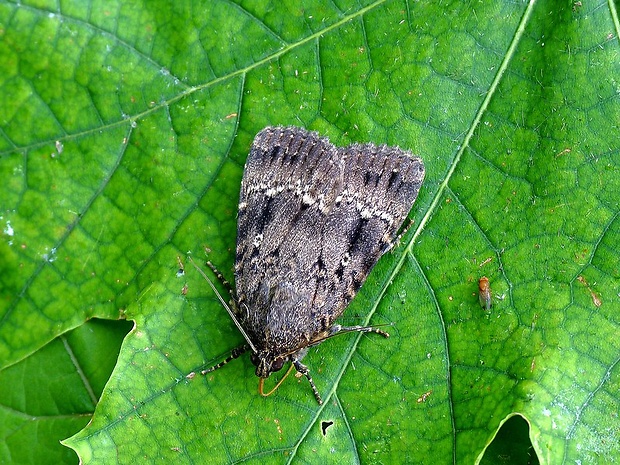 blyšťavka orgovánová Amphipyra berbera