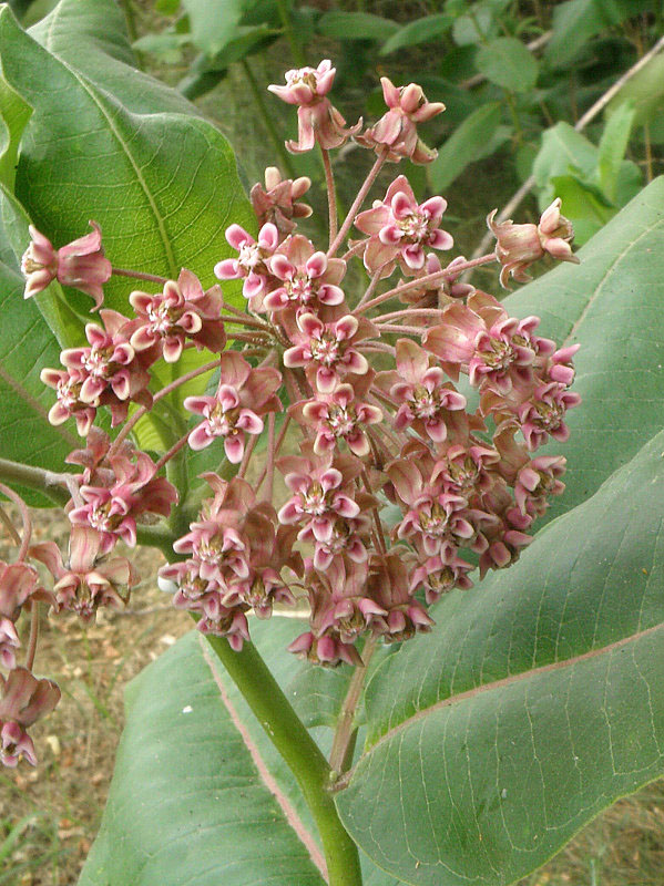 glejovka americká Asclepias syriaca L.