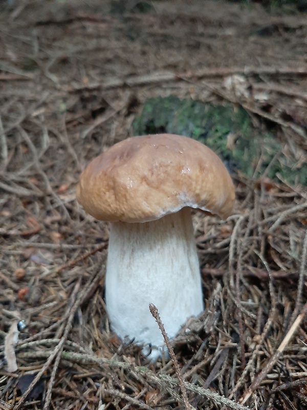 hríb smrekový Boletus edulis Bull.