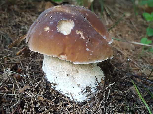 hríb smrekový Boletus edulis Bull.