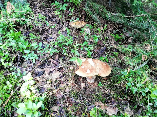 hríb smrekový Boletus edulis Bull.