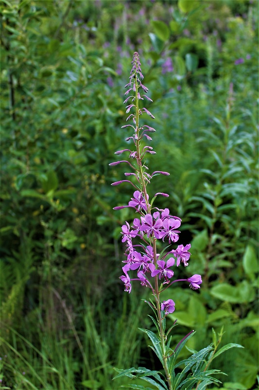 kyprina úzkolistá Chamerion angustifolium (L.) Holub