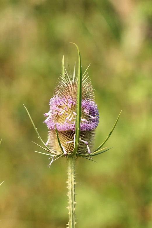 štetka lesná Dipsacus fullonum L.