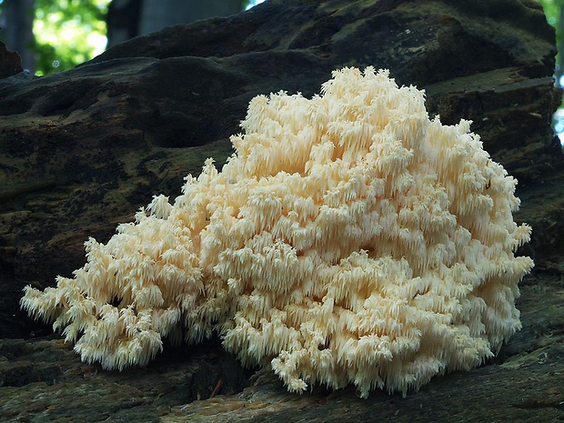 koralovec bukový Hericium coralloides (Scop.) Pers.