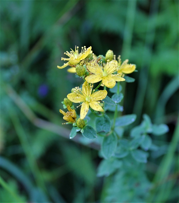 ľubovník ssp. Hypericum ssp