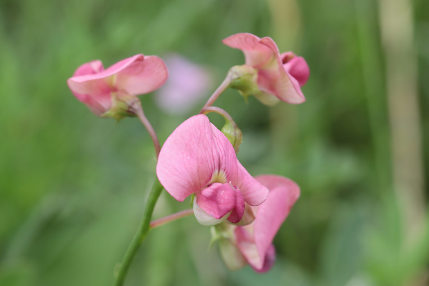 hrachor lesný Lathyrus sylvestris L.