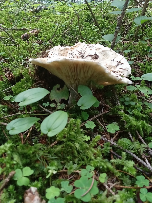 čechratec obrovský Leucopaxillus giganteus (Sowerby) Singer