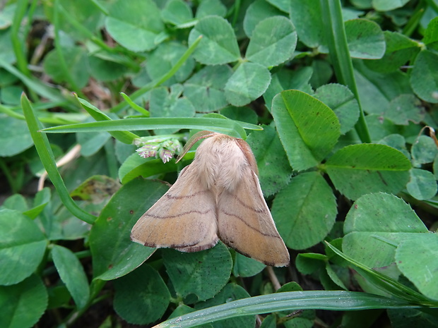 priadkovec obrúčkatý Malacosoma neustria