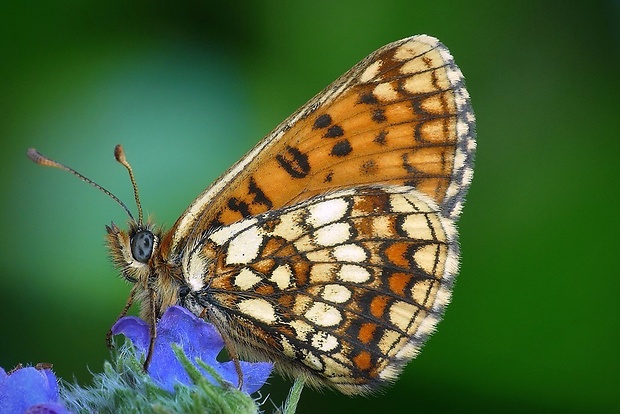 hnedáčik skorocelový (sk) / hnědásek jitrocelový (cz) Melitaea athalia Rottemburg, 1775