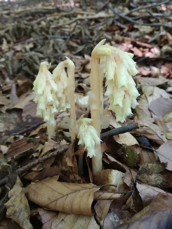 hniliak smrekový Monotropa hypopitys L.