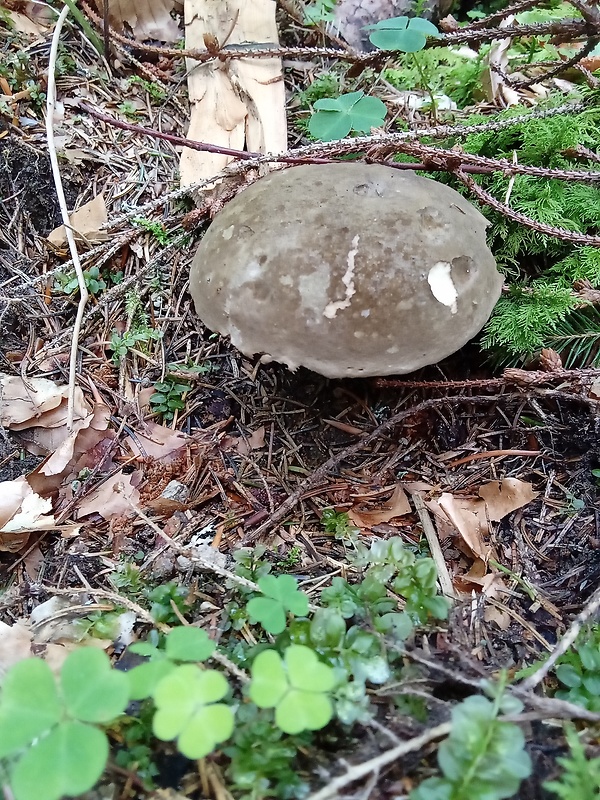 tmavohríb obyčajný Porphyrellus porphyrosporus (Fr. & Hök) E.-J. Gilbert