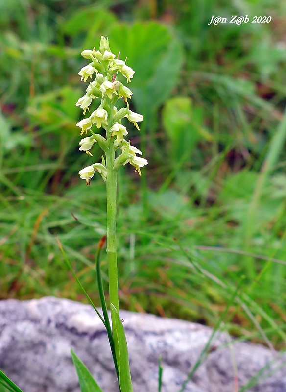 bieloprst belavý Pseudorchis albida (L.) Á. Löve et D. Löve