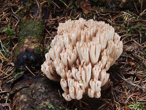 strapačka Mairova Ramaria pallida (Schaeff.) Ricken