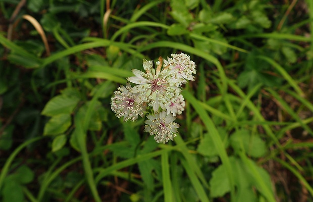 jarmanka väčšia Astrantia major L.