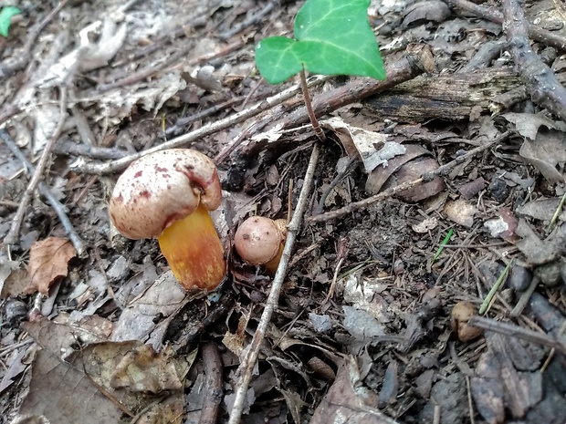 zlatohríb úhľadný Aureoboletus gentilis (Quél.) Pouzar