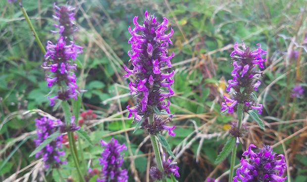 betonika lekárska Betonica officinalis L.